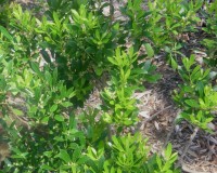 ilex glabra compact.jpg